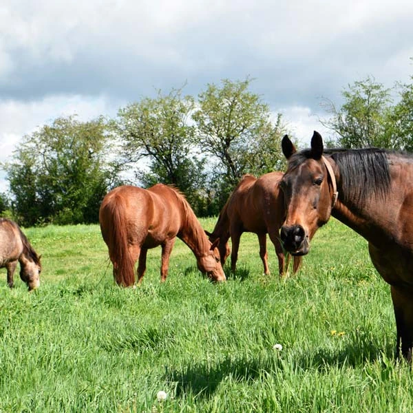 Pension pour chevaux à Ludesse, Puy-de-Dôme